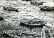 Fotografia dum grupo de pescadores a bordo dos seus dóris na pesca de bacalhau à linha nas águas geladas da Terra Nova