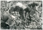Fotografia de uma colheita de algodão em Mopeia