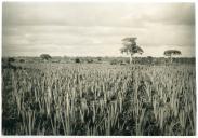 Fotografia de uma plantação de sisal