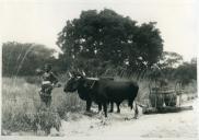 Fotografia de uma parelha de bois transportando água