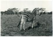 Fotografia de uma zebra na região do Uanetze