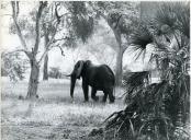 Fotografia de Américo Tomás no Parque Nacional da Gorongosa, durante a visita de estado efetuada a Moçambique