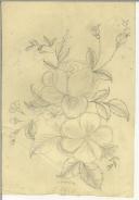 Desenho