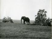 Fotografia da paisagem africana no Parque Nacional da Gorongosa, por ocasião da visita de estado efetuada por Américo Tomás a Moçambique