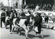 Fotografia de Américo Tomás assistindo a um desfile de gado.