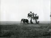 Fotografia da paisagem africana no Parque Nacional da Gorongosa, por ocasião da visita de estado efetuada por Américo Tomás a Moçambique