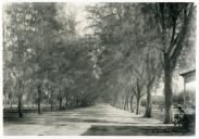 Fotografia da Rua de Casuarinas em Moma