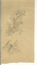 Desenho