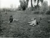 Fotografia da paisagem africana no Parque Nacional da Gorongosa, por ocasião da visita de estado efetuada por Américo Tomás a Moçambique