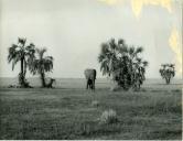 Fotografia da paisagem africana no Parque Nacional da Gorongosa, por ocasião da visita de estado efetuada por Américo Tomás a Moçambique