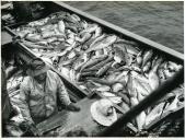 Fotografia dum grupo de pescadores a bordo dos seus dóris na pesca de bacalhau à linha nas águas geladas da Terra Nova