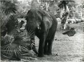 Fotografia da paisagem africana no Parque Nacional da Gorongosa, por ocasião da visita de estado efetuada por Américo Tomás a Moçambique