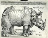 Fotografia da primeira edição de um panfleto com uma xilogravura de um rinoceronte de perfil pertencente ao acervo do British Museum