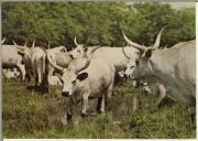 Postal com imagem de bovinos da Hungria