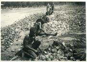Fotografia da abertura dos cocos nos palmares da Zambézia