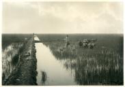 Fotográfico dos arrozais no vale do rio Limpopo